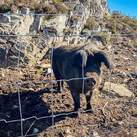 Austefjorden Hytte Ved Havet! Tatil Evi *